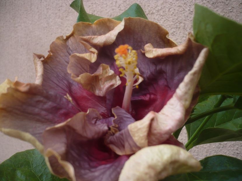 26.07.2020 - HIBISCUSI 2020-2