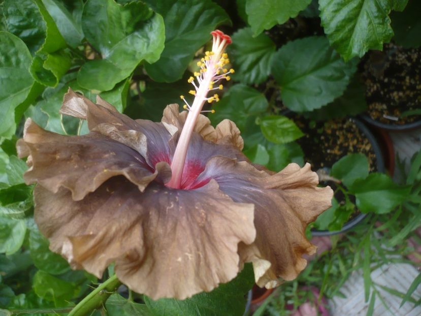 P1450151 - HIBISCUSI 2020-2