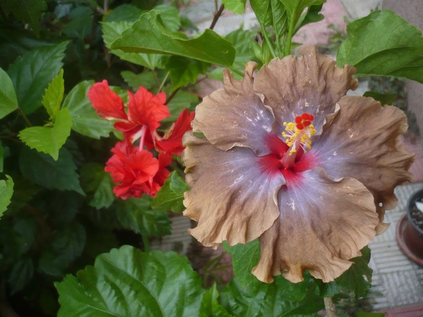 P1450152 - HIBISCUSI 2020-2