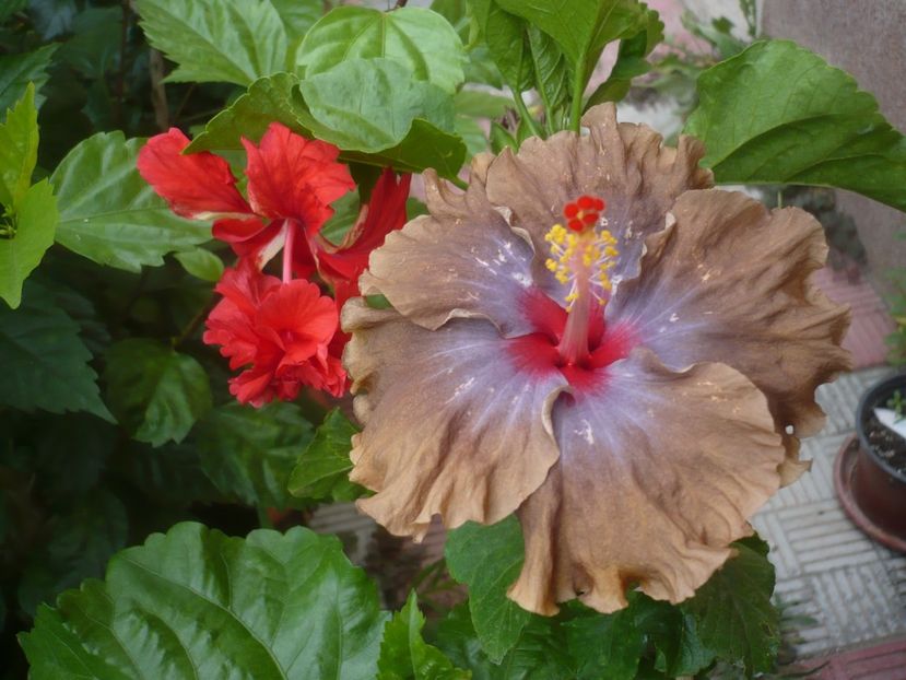 P1450153 - HIBISCUSI 2020-2