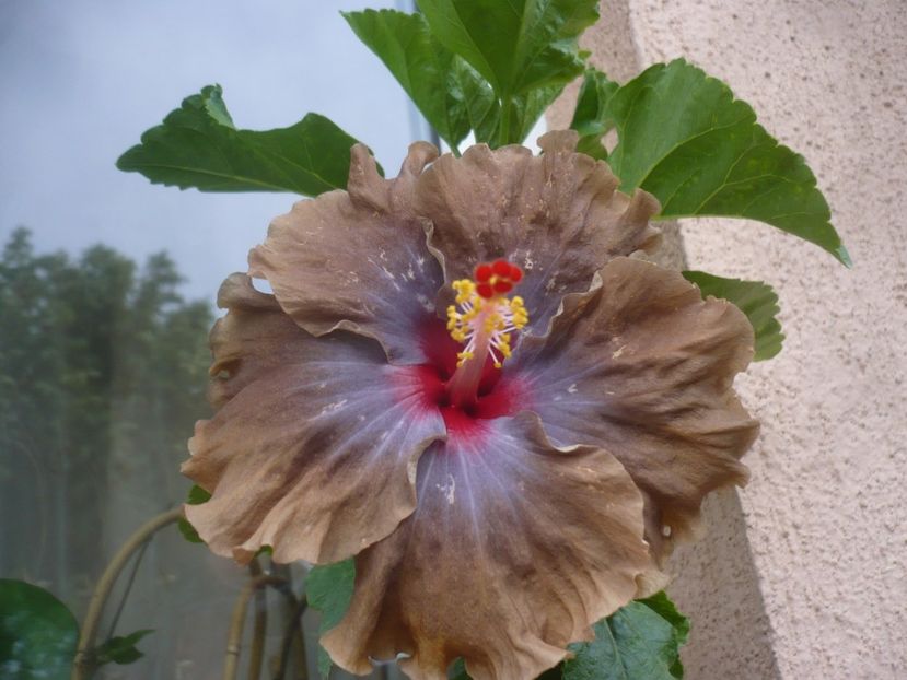 P1450154 - HIBISCUSI 2020-2