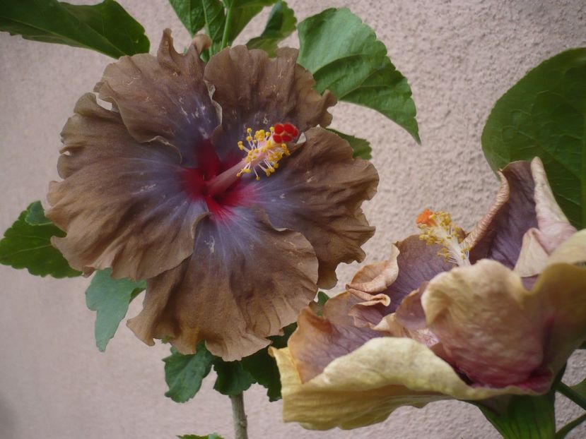 P1450157 - HIBISCUSI 2020-2