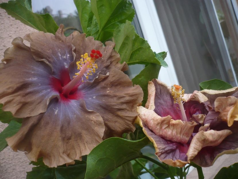 P1450158 - HIBISCUSI 2020-2