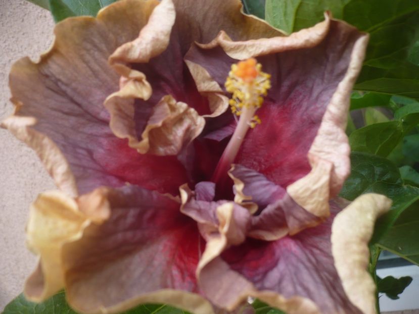 P1450156 - DPs Aloha Ocean