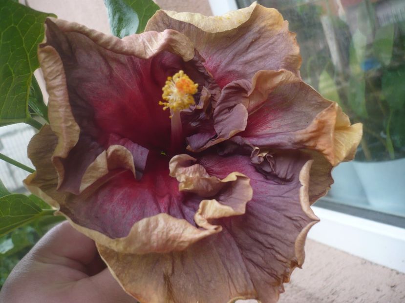 P1450159 - DPs Aloha Ocean