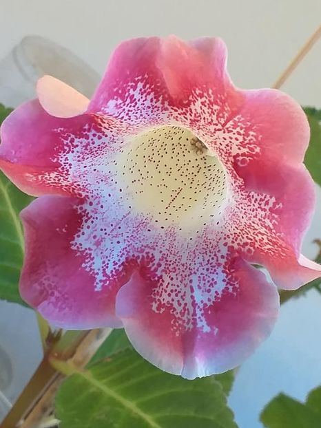 o - Gloxinia 2020