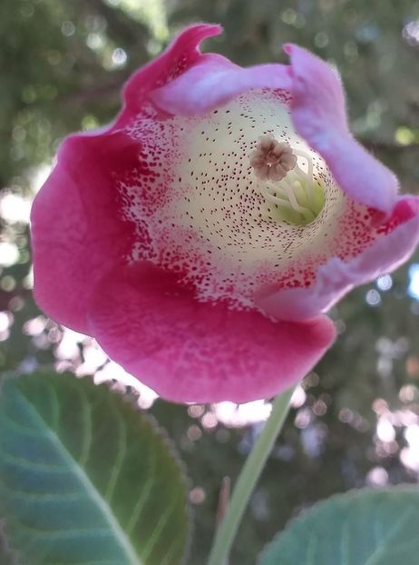 b - Gloxinia 2020