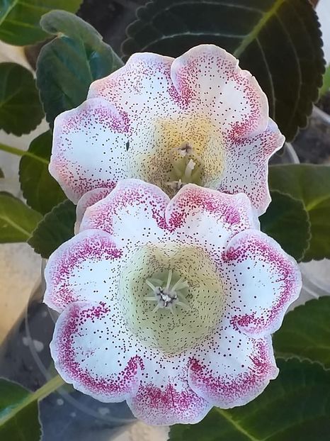 d - Gloxinia 2020