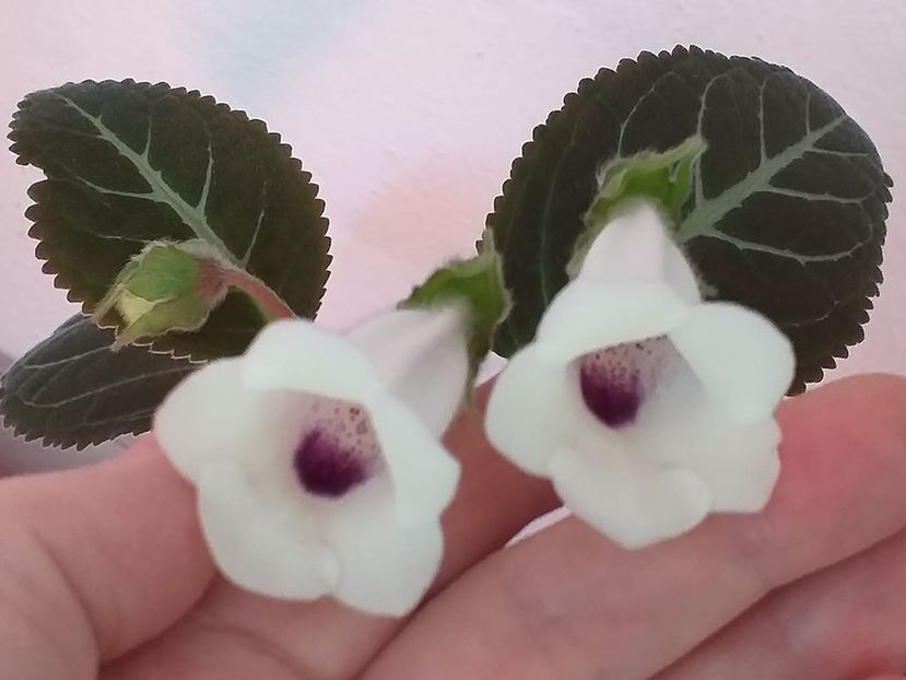 e - Gloxinia 2020