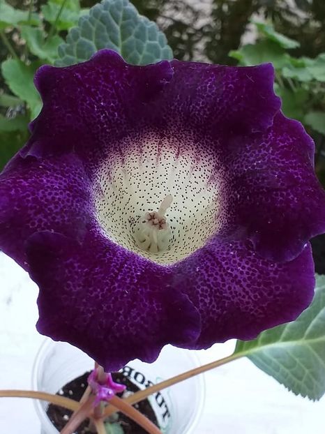 g - Gloxinia 2020