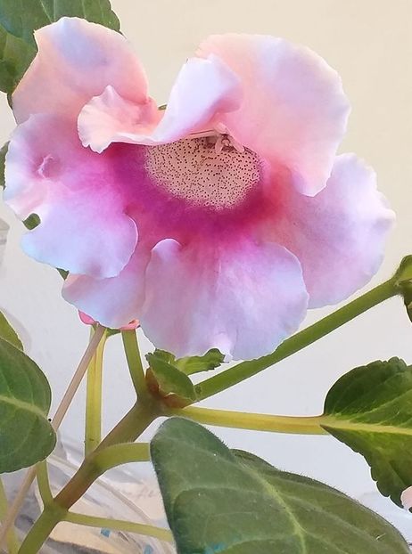 h - Gloxinia 2020