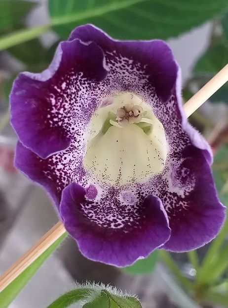 i - Gloxinia 2020