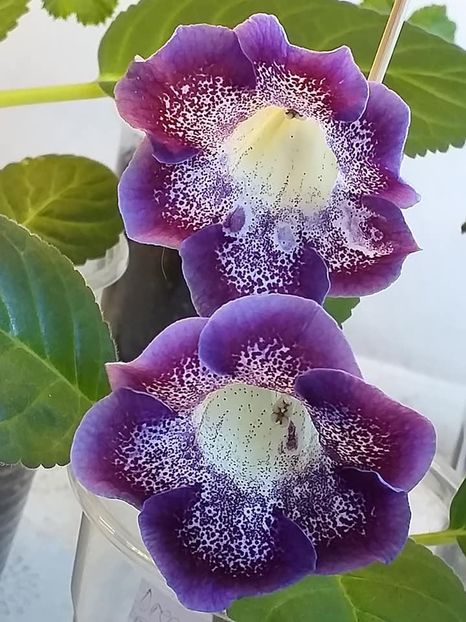 j - Gloxinia 2020