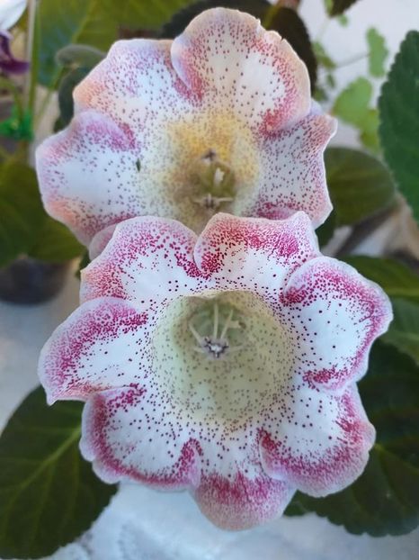 k - Gloxinia 2020