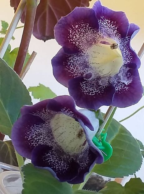 l - Gloxinia 2020