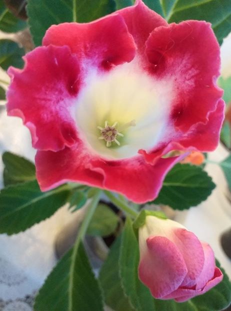 m - Gloxinia 2020