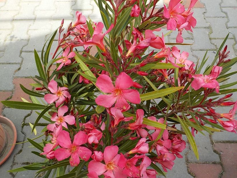  - papa gambeta nr 17