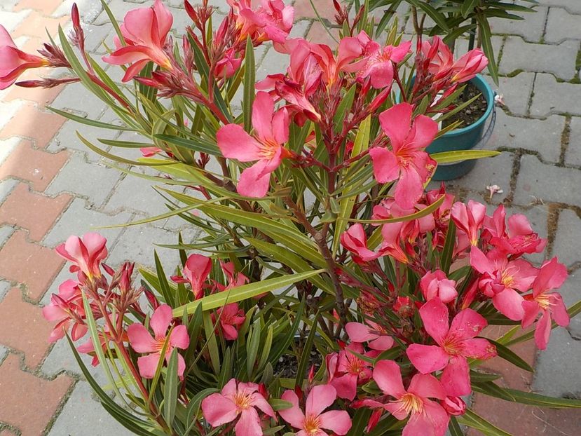  - papa gambeta nr 17