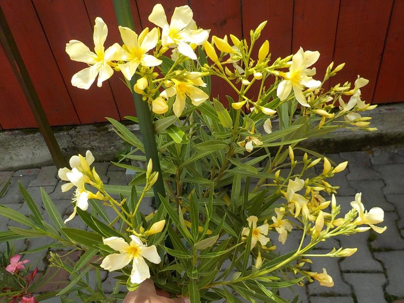  - maria gambeta nr 25