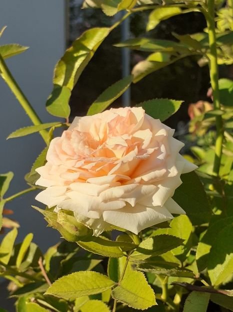 A doua înflorire - Palais Royale 2020