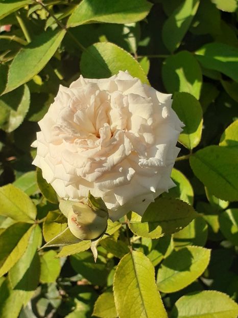  - Palais Royale 2020