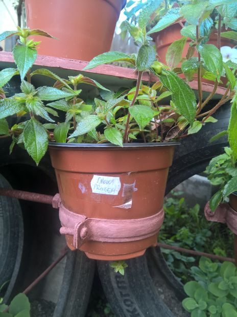 2020 - Achi - directia gresita