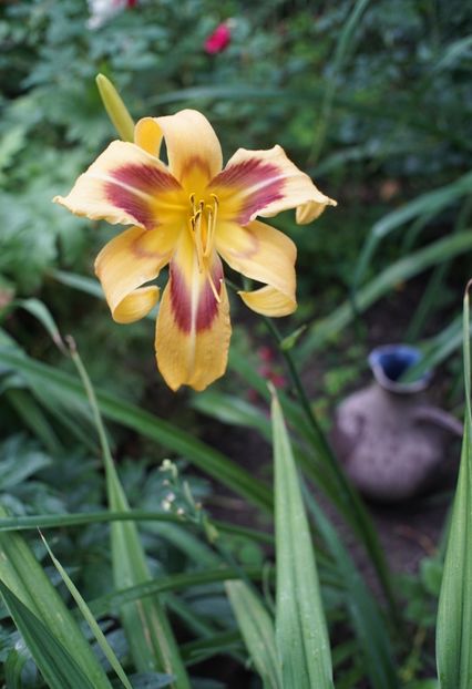  - Hemerocallis 2020- 2021- 2022