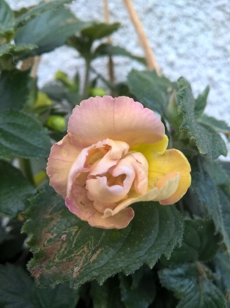  - Yellow English Rose