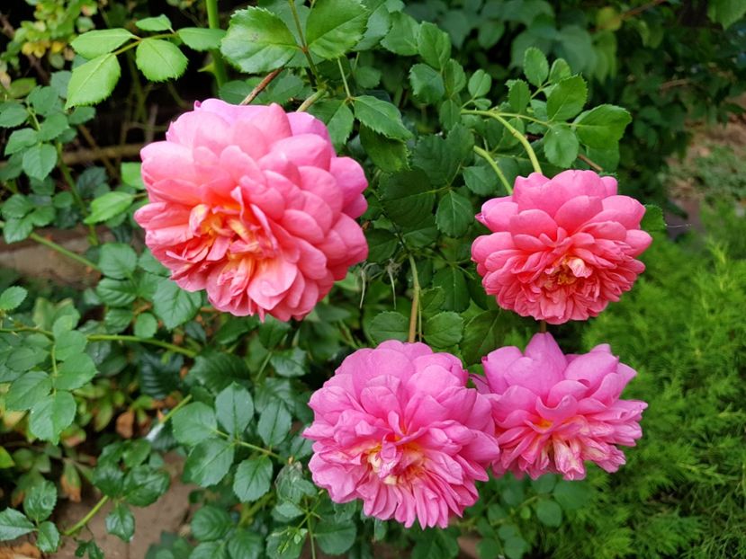 Christofor Marlowe - 2020_Roze_Gradina Rozelor