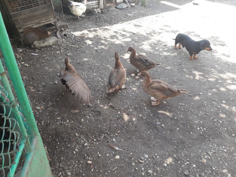  - rate lesesti maro-ciocolatii