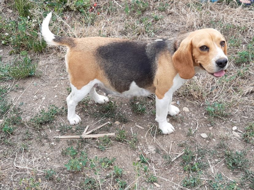  - 4-beagle de vanzare