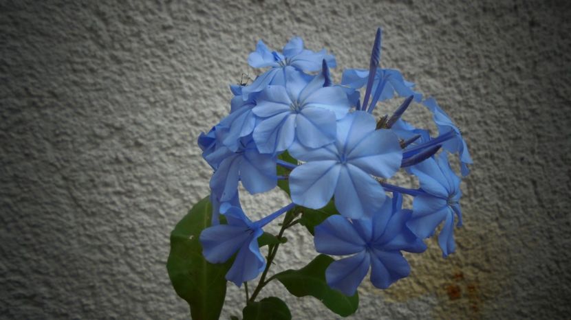 Plumbago - Culori 2020