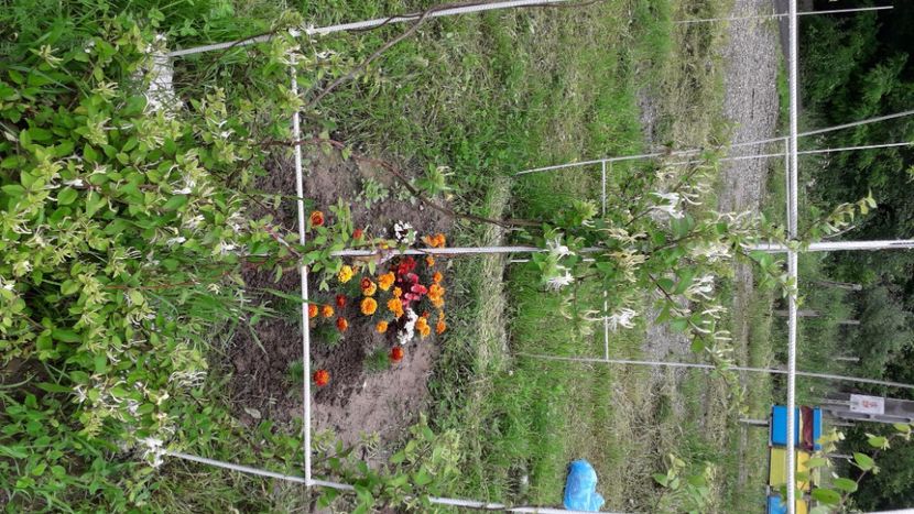 IMG-20200623-WA0003 - Flori 2020