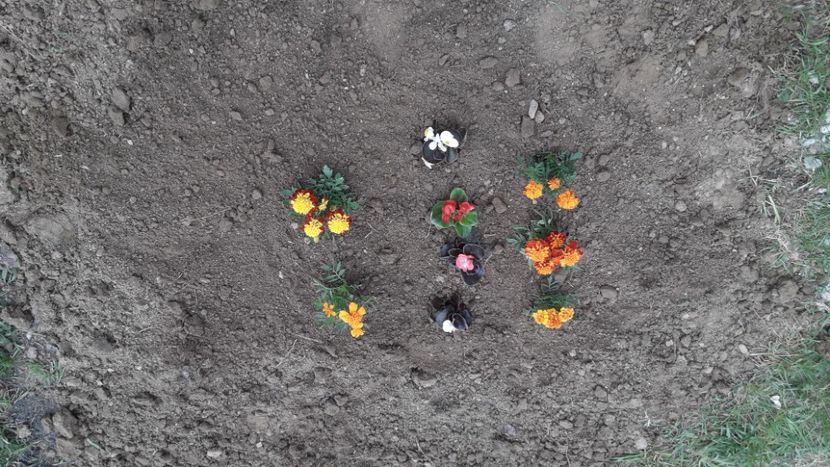 IMG-20200425-WA0086 - Flori 2020