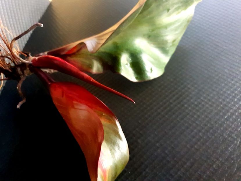 0 - Philodendron RED HEART