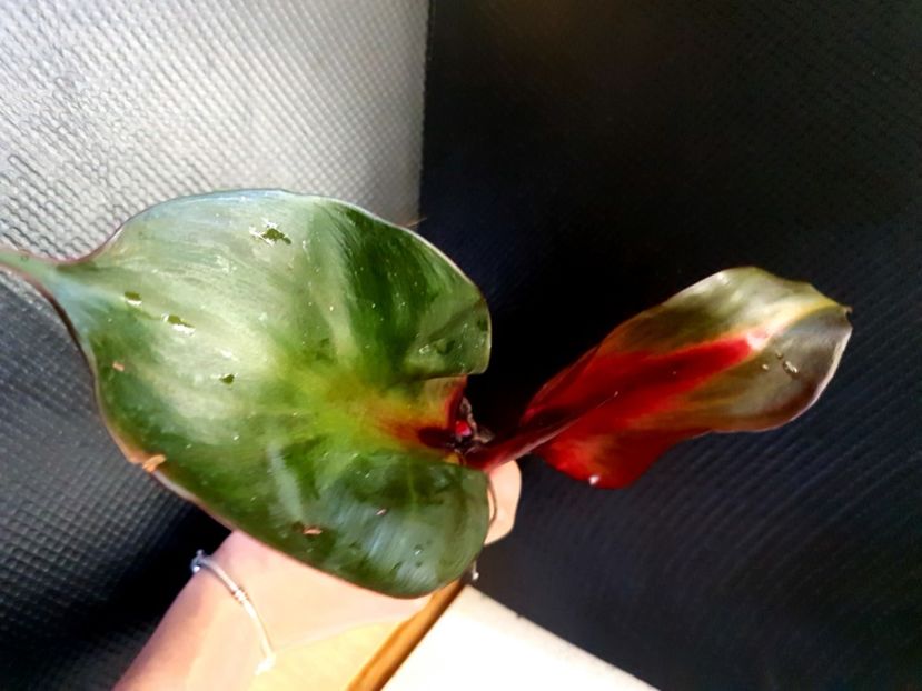 0 - Philodendron RED HEART