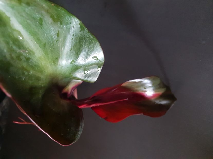 0 - Philodendron RED HEART