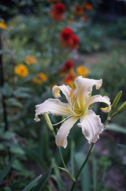  - Hemerocallis 2020- 2021- 2022
