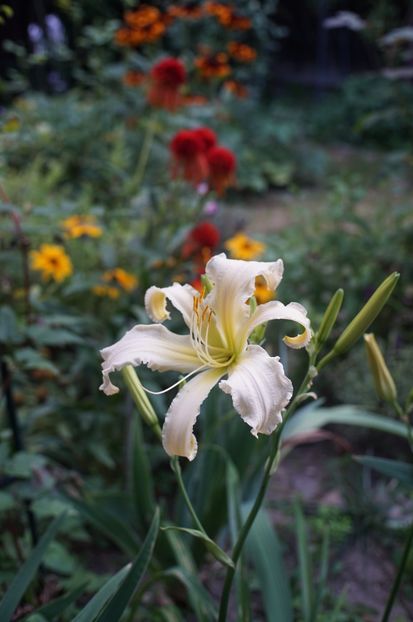  - Hemerocallis 2020- 2021- 2022