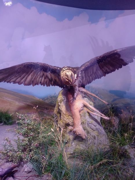  - Poze muzeul Antipa