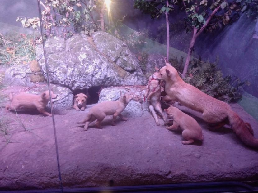  - Poze muzeul Antipa