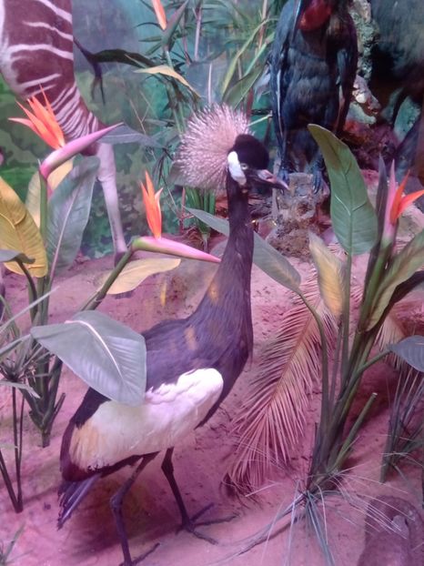  - Poze muzeul Antipa