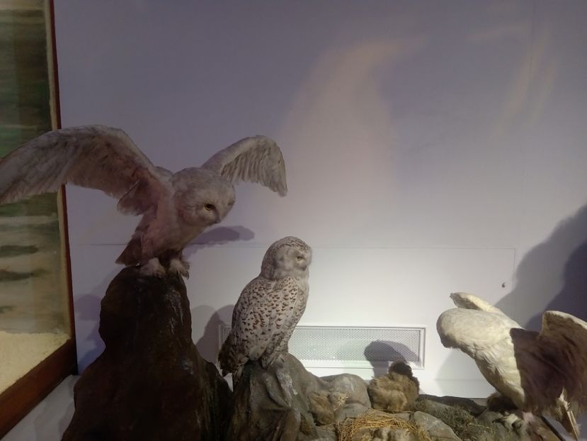  - Poze muzeul Antipa