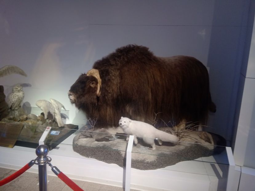  - Poze muzeul Antipa