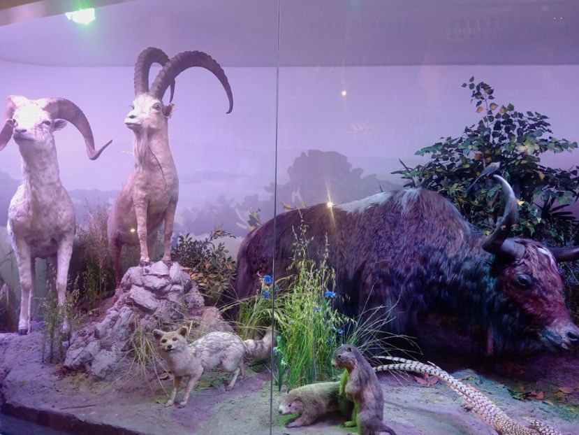  - Poze muzeul Antipa