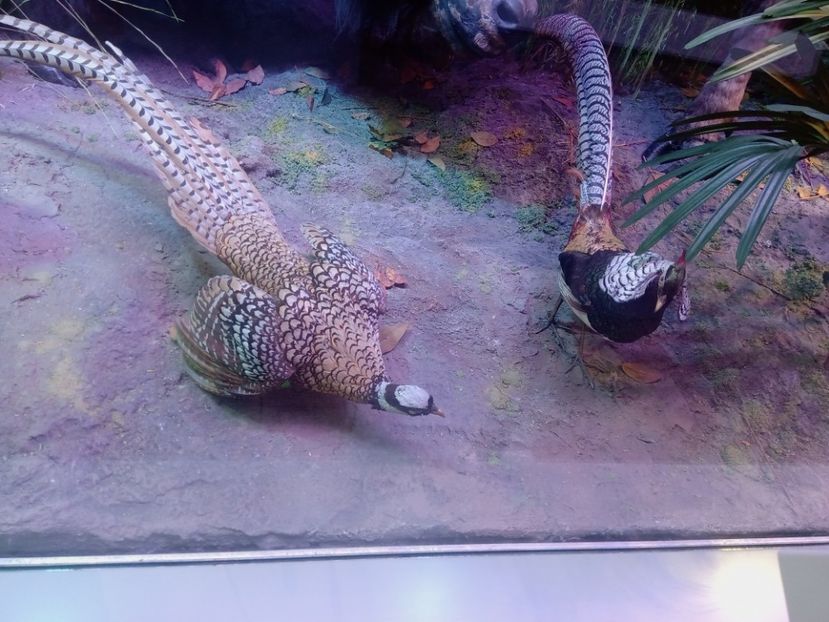  - Poze muzeul Antipa