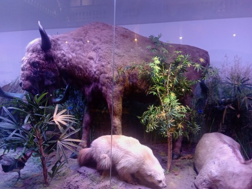  - Poze muzeul Antipa