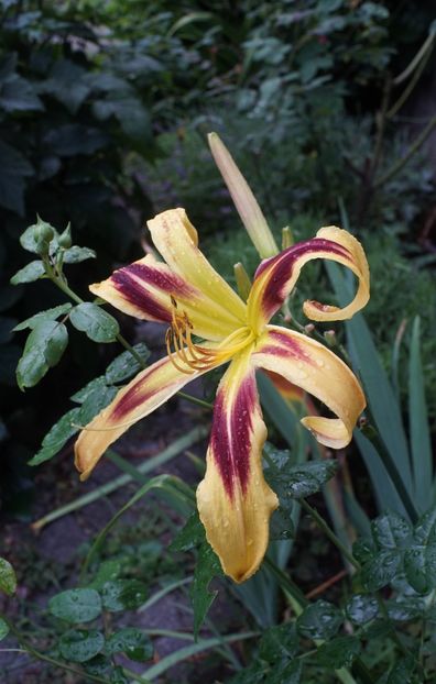 Free Wheelin - Hemerocallis 2020- 2021- 2022