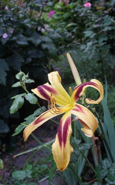  - Hemerocallis 2020- 2021- 2022