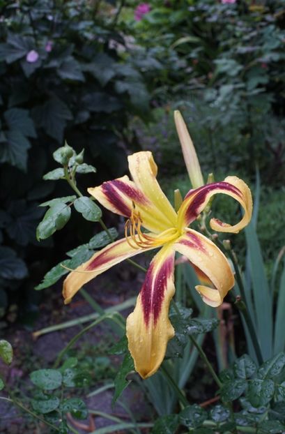  - Hemerocallis 2020- 2021- 2022